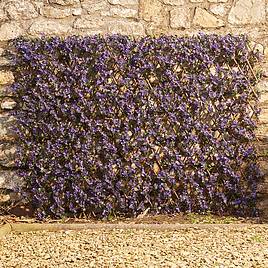 Expandable Artificial Hedge Trellis - Purple Lavender